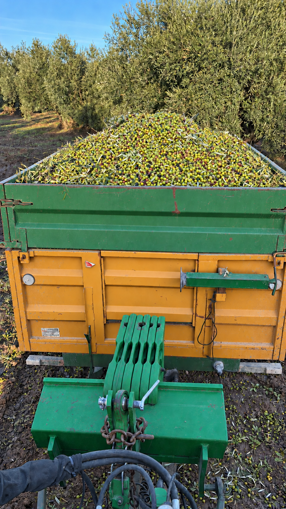 Remolque con aceitunas recién recolectadas entre olivos